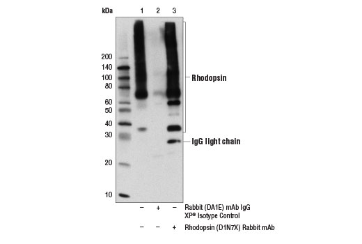 Immunoprecipitation Image 1: Rhodopsin (D1N7X) Rabbit mAb