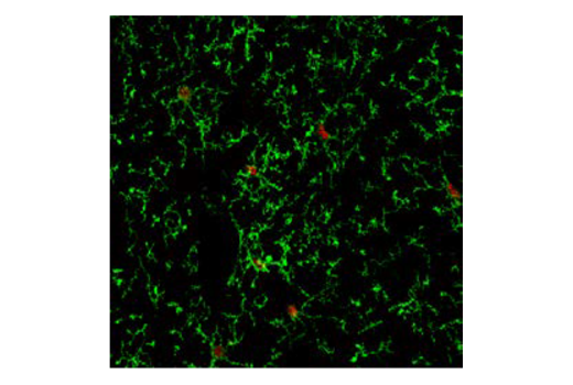 Immunofluorescence Image 1: Ikaros (D6N9Y) Rabbit mAb (BSA and Azide Free)