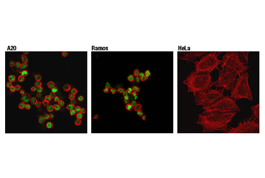 Immunofluorescence Image 2: Ikaros (D6N9Y) Rabbit mAb (BSA and Azide Free)
