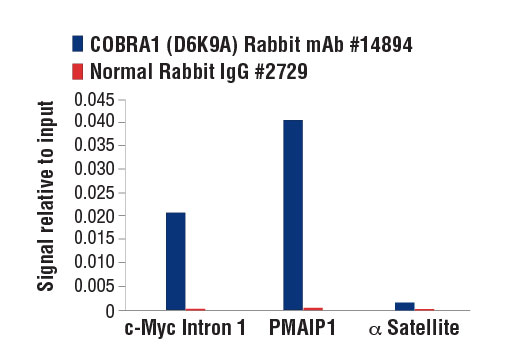 Chromatin Immunoprecipitation Image 3: COBRA1 (D6K9A) Rabbit mAb