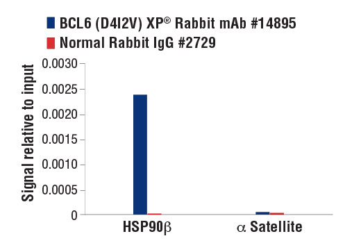 Chromatin Immunoprecipitation Image 3: BCL6 (D4I2V) XP® Rabbit mAb