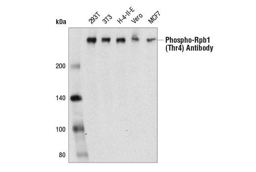 Western Blotting Image 1: Phospho-Rpb1 CTD (Thr4) Antibody