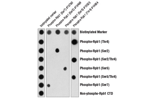  Image 1: Phospho-Rpb1 CTD (Thr4) Antibody