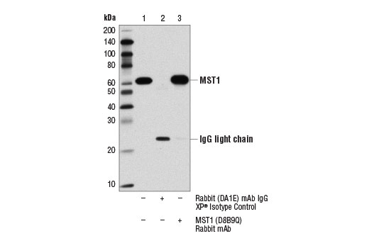 Immunoprecipitation Image 1: MST1 (D8B9Q) Rabbit mAb