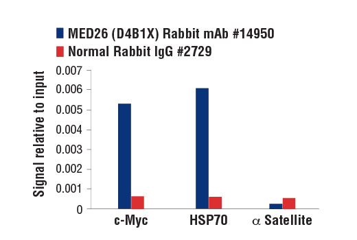 Chromatin Immunoprecipitation Image 1: MED26 (D4B1X) Rabbit mAb