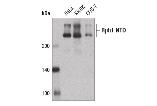 Image 14: Rpb1 CTD Antibody Sampler Kit