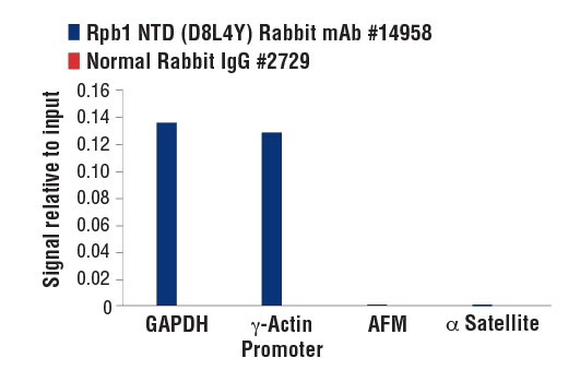 Chromatin Immunoprecipitation Image 3: Rpb1 NTD (D8L4Y) Rabbit mAb