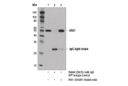 Immunoprecipitation Image 1: IRX1 (D5S8Y) Rabbit mAb