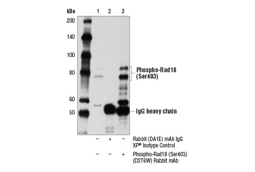 Immunoprecipitation Image 1: Phospho-Rad18 (Ser403) (D2T6W) Rabbit mAb