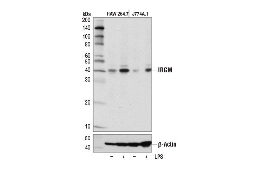 Western Blotting Image 2: IRGM Antibody