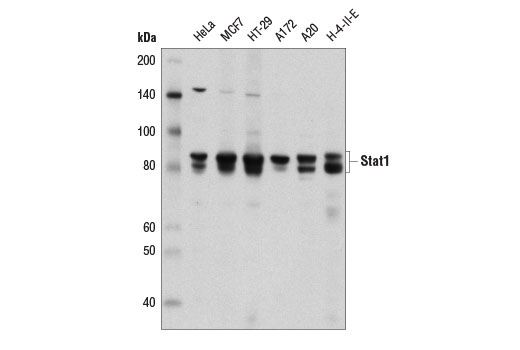  Image 7: PhosphoPlus® Stat1 (Tyr701) Antibody Duet