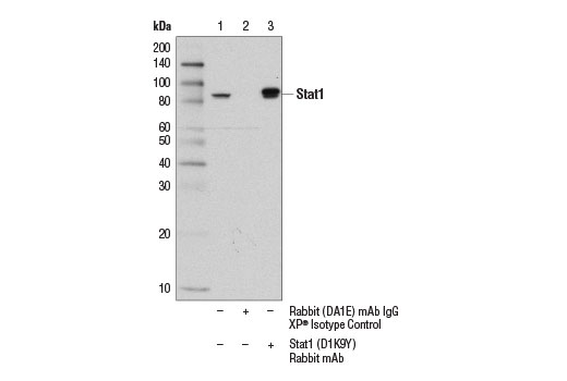  Image 9: PhosphoPlus® Stat1 (Tyr701) Antibody Duet