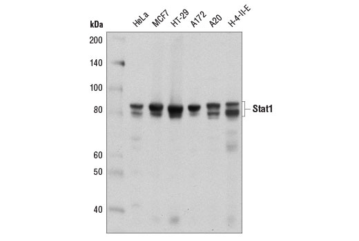 Western Blotting Image 1: Stat1 (D4Y6Z) Rabbit mAb (BSA and Azide Free)