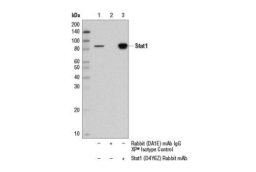 Immunoprecipitation Image 1: Stat1 (D4Y6Z) Rabbit mAb
