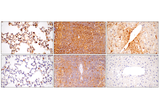 Immunohistochemistry Image 2: Stat1 (D4Y6Z) Rabbit mAb (BSA and Azide Free)