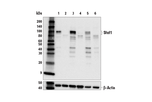 Western Blotting Image 3: Stat1 (D4Y6Z) Rabbit mAb (BSA and Azide Free)