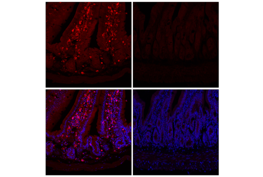 Immunofluorescence Image 2: Stat1 (D4Y6Z) Rabbit mAb