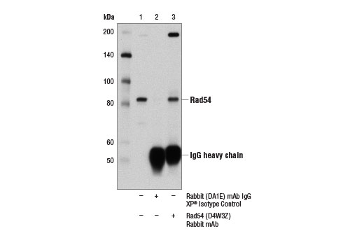 Immunoprecipitation Image 1: Rad54 (D4W3Z) Rabbit mAb