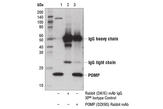Immunoprecipitation Image 1: POMP (D2X9S) Rabbit mAb