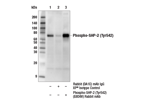 Immunoprecipitation Image 1: Phospho-SHP-2 (Tyr542) (E8D6V) Rabbit mAb