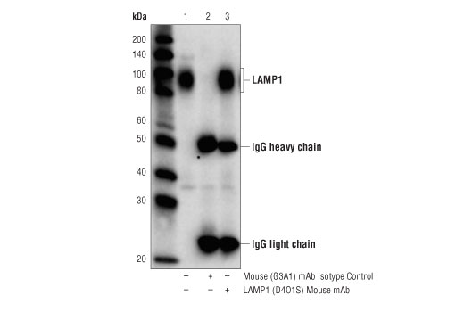 Immunoprecipitation Image 1: LAMP1 (D4O1S) Mouse mAb