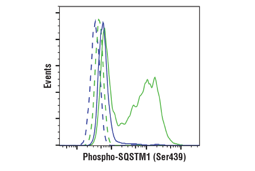 Flow Cytometry Image 1: Phospho-SQSTM1/p62 (Ser349) (E7M1A) Rabbit mAb