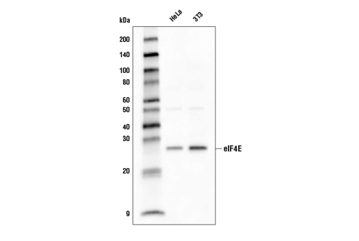 Western Blotting Image 1: eIF4E (C46H6) Rabbit mAb (Biotinylated)