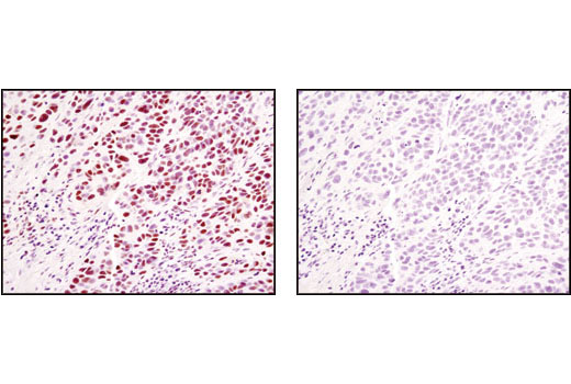 Immunohistochemistry Image 1: JunB (C37F9) Rabbit mAb (BSA and Azide Free)