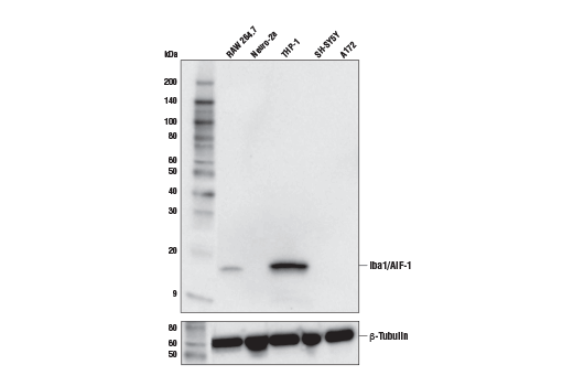  Image 5: Mouse Microglia Marker IF Antibody Sampler Kit