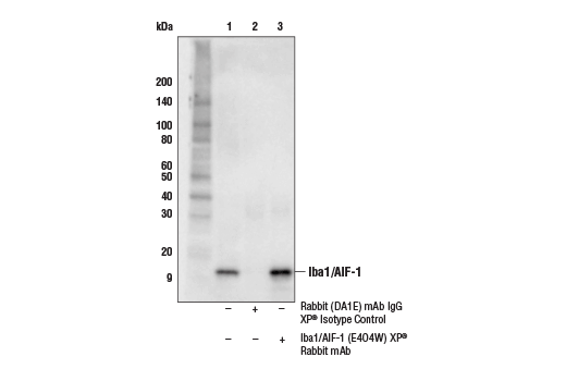 Immunoprecipitation Image 1: Iba1/AIF-1 (E4O4W) XP® Rabbit mAb