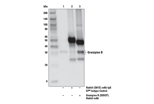 Immunoprecipitation Image 1: Granzyme B (D2H2F) Rabbit mAb