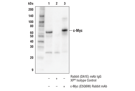  Image 8: Myc Family Profiling Antibody Sampler Kit