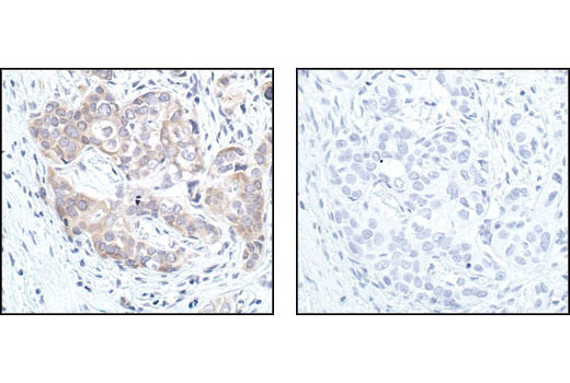 Immunohistochemistry Image 3: GSK-3β (27C10) Rabbit mAb (BSA and Azide Free)