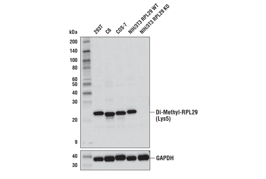 Western Blotting Image 1: Di-Methyl-RPL29 (Lys5) (D8T9P) Rabbit mAb