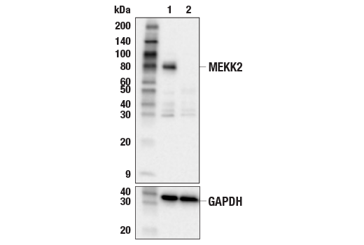 Western Blotting Image 1: MEKK2 Antibody