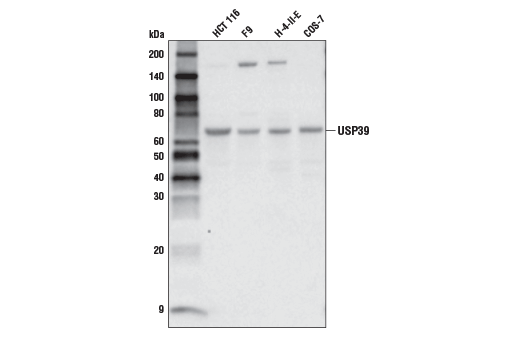 Western Blotting Image 1: USP39 Antibody