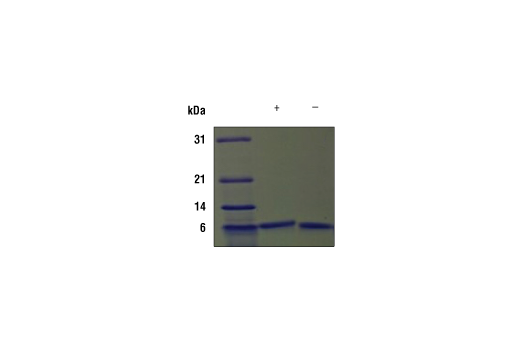  Image 2: Mouse IGF-I Recombinant Protein