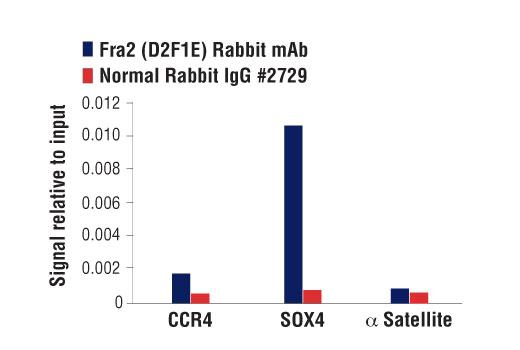 Chromatin Immunoprecipitation Image 1: Fra2 (D2F1E) Rabbit mAb