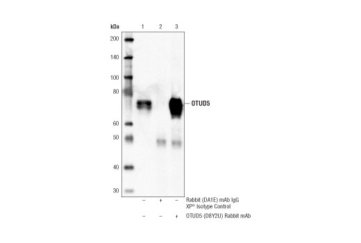 Immunoprecipitation Image 1: OTUD5 (D8Y2U) Rabbit mAb