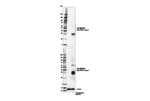 Western Blotting Image 2: GCSAM/HGAL Antibody