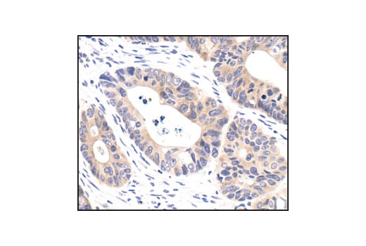 Immunohistochemistry Image 3: PP2A C Subunit Antibody
