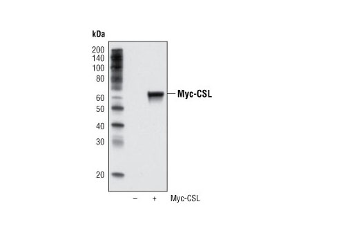 Western Blotting Image 1: Myc-Tag (9B11) Mouse mAb (HRP Conjugate)