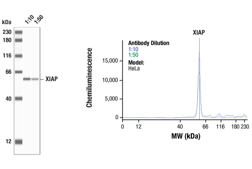 Western Blotting Image 4: XIAP Antibody