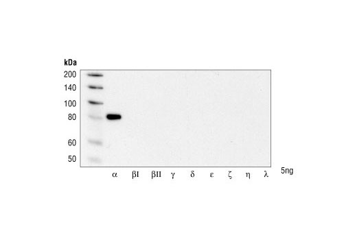 Western Blotting Image 2: PKCα Antibody