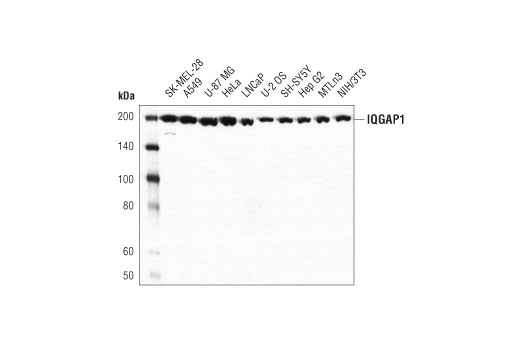  Image 4: Microglia LPS-Related Module Antibody Sampler Kit