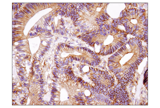  Image 30: Microglia LPS-Related Module Antibody Sampler Kit