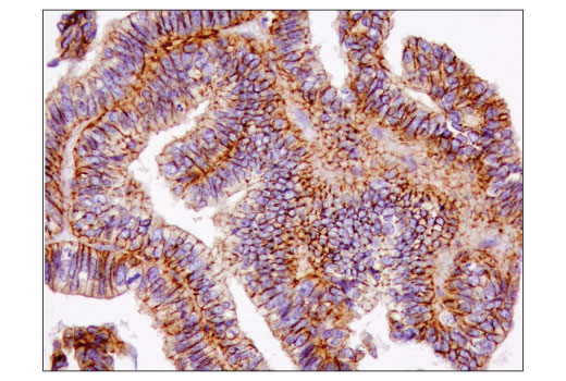  Image 39: Microglia Cross Module Antibody Sampler Kit
