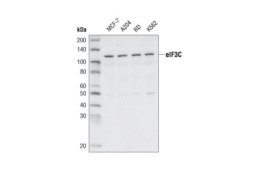 Western Blotting Image 1: eIF3C Antibody