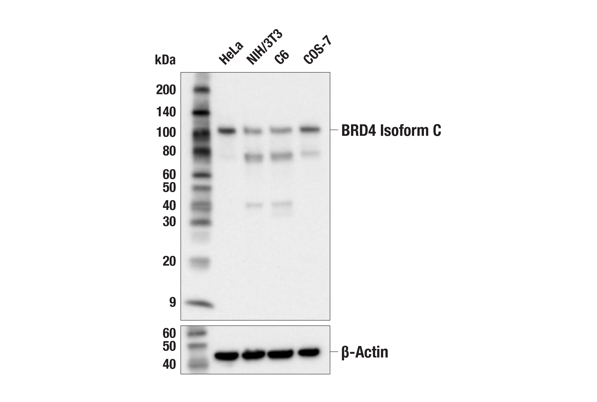  Image 6: BRD4 Antibody Sampler Kit