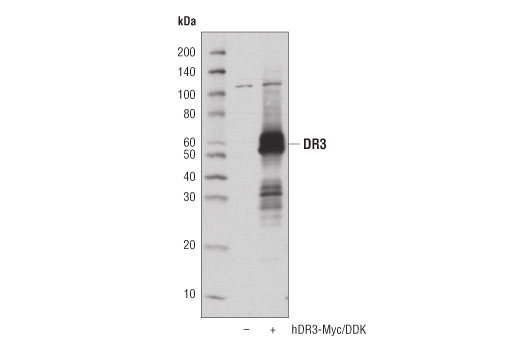  Image 10: Death Receptor Antibody Sampler Kit II